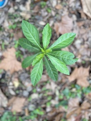 Clerodendrum indicum