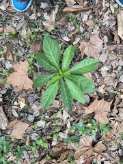 Clerodendrum indicum