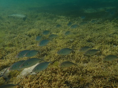 Pseudocaranx
