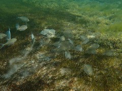 Pseudocaranx