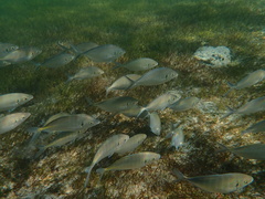 Pseudocaranx