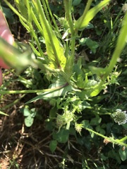 Crepis setosa