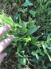 Crepis setosa