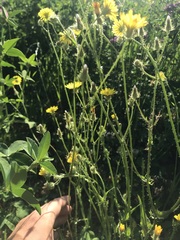 Crepis setosa