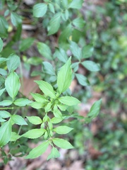 Sambucus canadensis