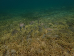 Pseudocaranx