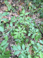 Sambucus canadensis