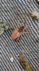 Cheiracanthium inclusum