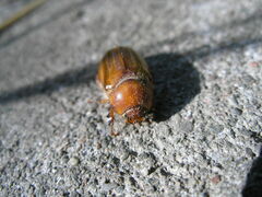 Amphimallon solstitiale