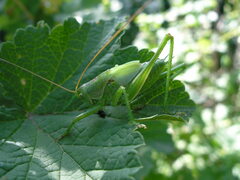 Tettigonia