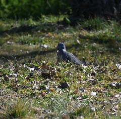 Columba palumbus