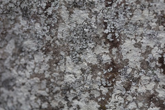 Lepraria normandinoides