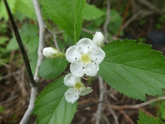 Crataegus chrysocarpa chrysocarpa