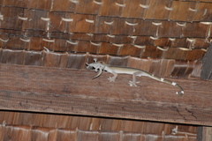 Gekko vittatus