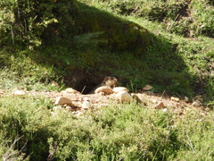 Marmota himalayana