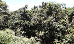 Cryptocarya natalensis