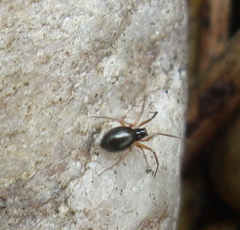 Erigoninae