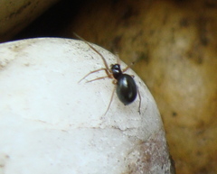 Erigoninae