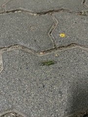 Pseudoxya diminuta