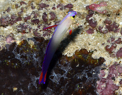 Nemateleotris decora