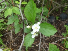 Crataegus chrysocarpa chrysocarpa