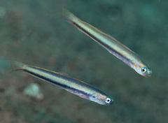 Ptereleotris brachyptera