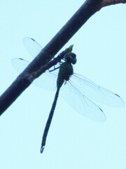 Coryphaeschna adnexa