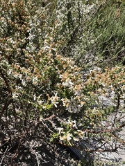Olearia algida