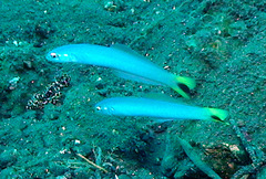 Ptereleotris heteroptera