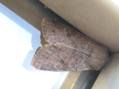 Orthosia hibisci