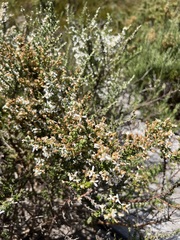 Olearia algida