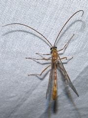 Enicospilus