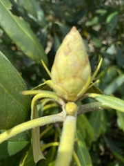 Rhododendron