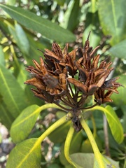 Rhododendron