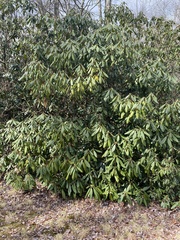 Rhododendron