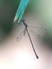 Lestes tenuatus