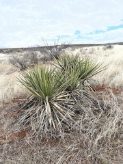 Yucca baccata