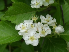 Crataegus chrysocarpa chrysocarpa