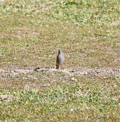 Phoenicurus ochruros