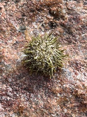 Echinodermata