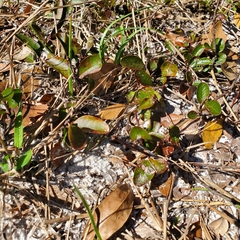 Sideroxylon rufohirtum