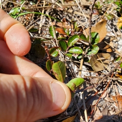 Sideroxylon rufohirtum