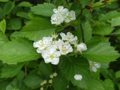 Crataegus chrysocarpa chrysocarpa