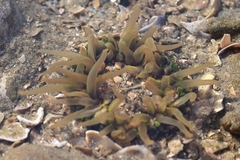 Anthopleura fuscoviridis