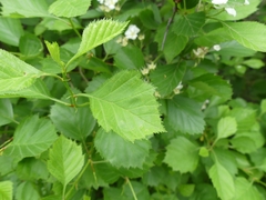 Crataegus chrysocarpa chrysocarpa