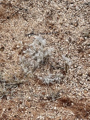 Dasyochloa pulchella