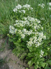 Lepidium chalepense