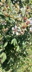 Rubus bergii
