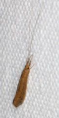 Leptoceroidea