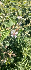 Rubus bergii